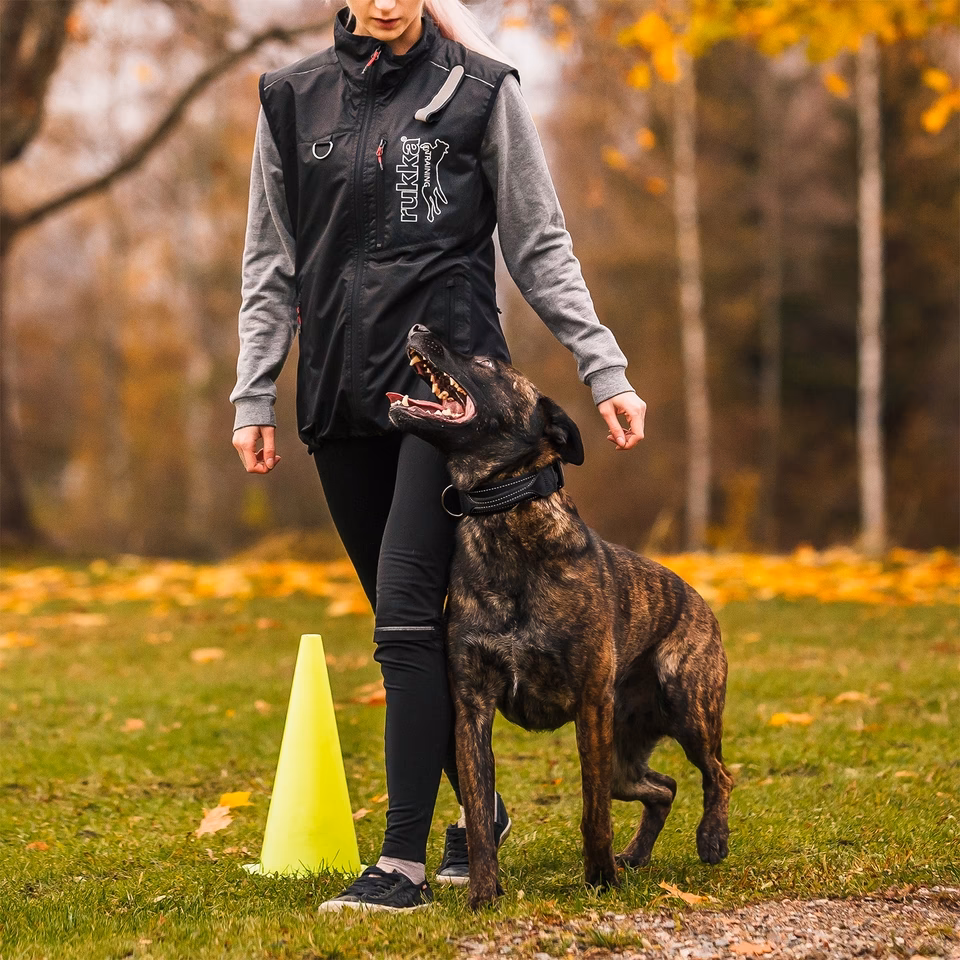 Do you need a dog training vest?