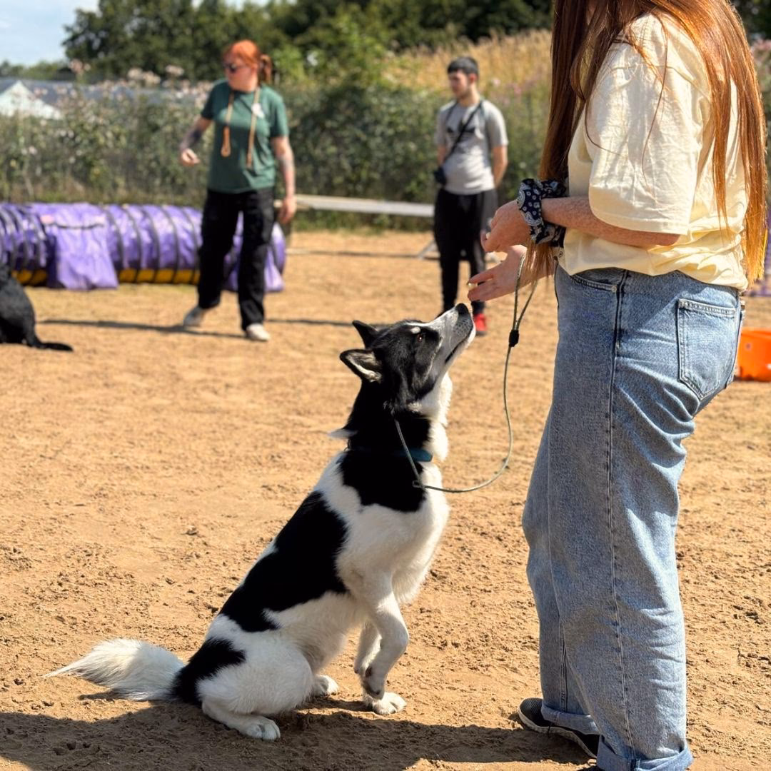 Who is dog training Warrington?