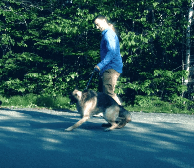 How long does a dog walker certificate course take?