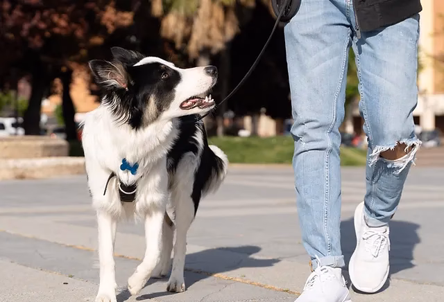 Is training a dog worth it?