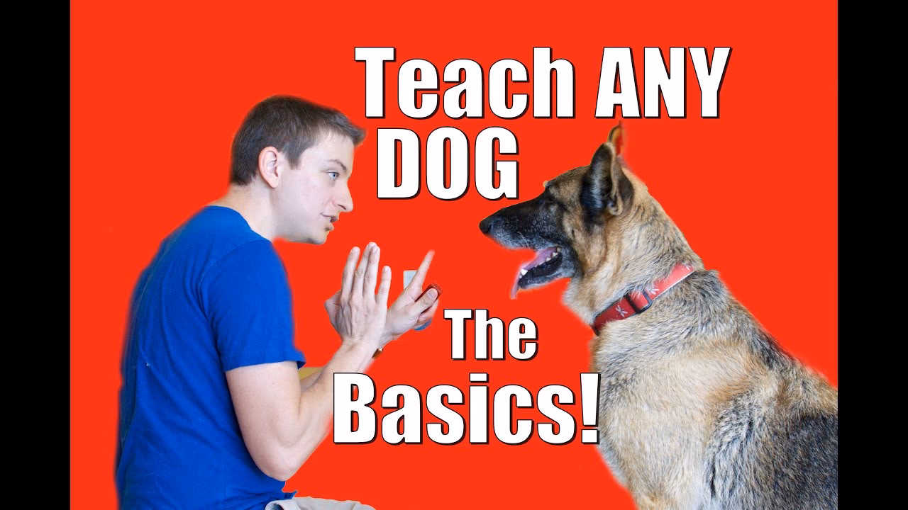 What is a DIY dog training course?