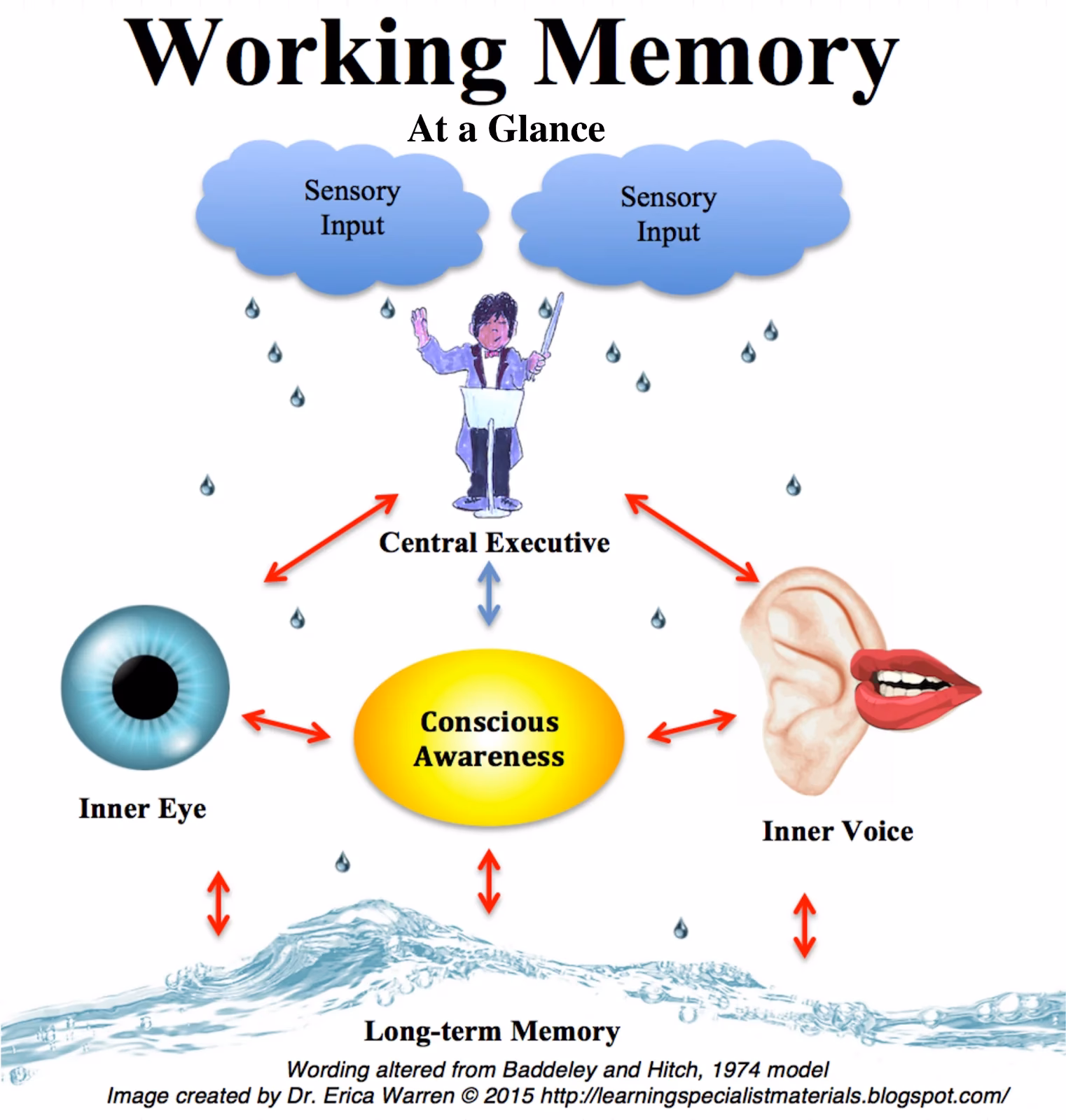 Does mind-wandering affect working memory capacity?