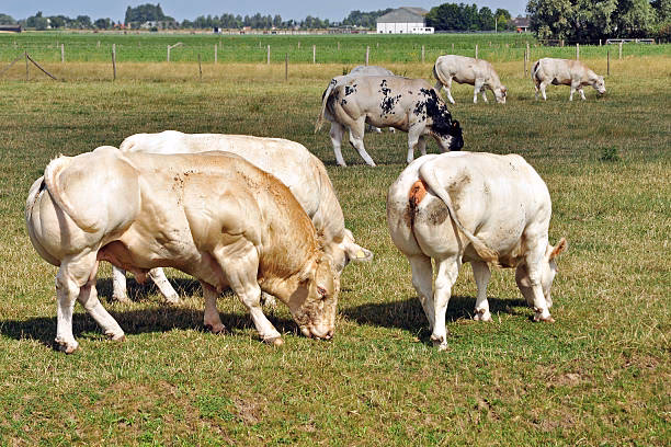 What is a cattle tracking system by fitcows?