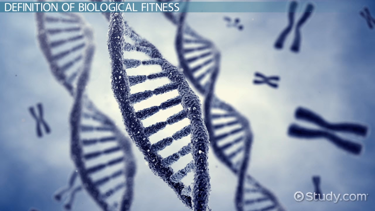 What does fitness mean in evolution?