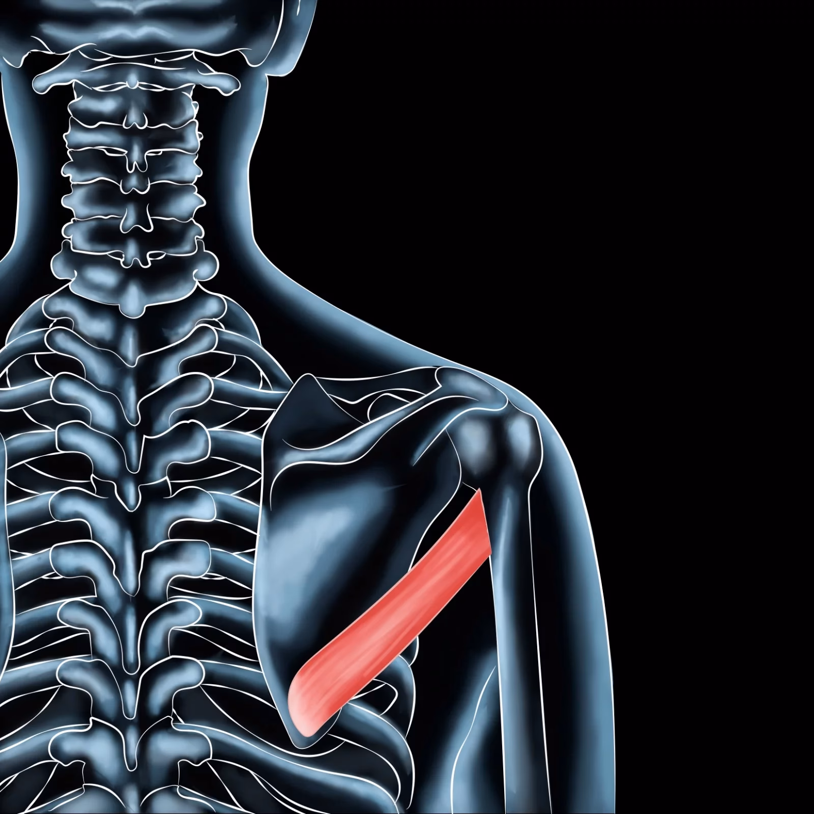 What is the teres major muscle?