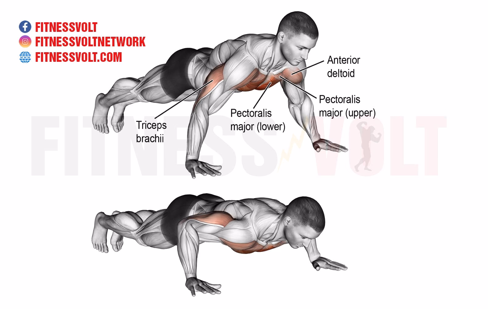 What is fitness volt?