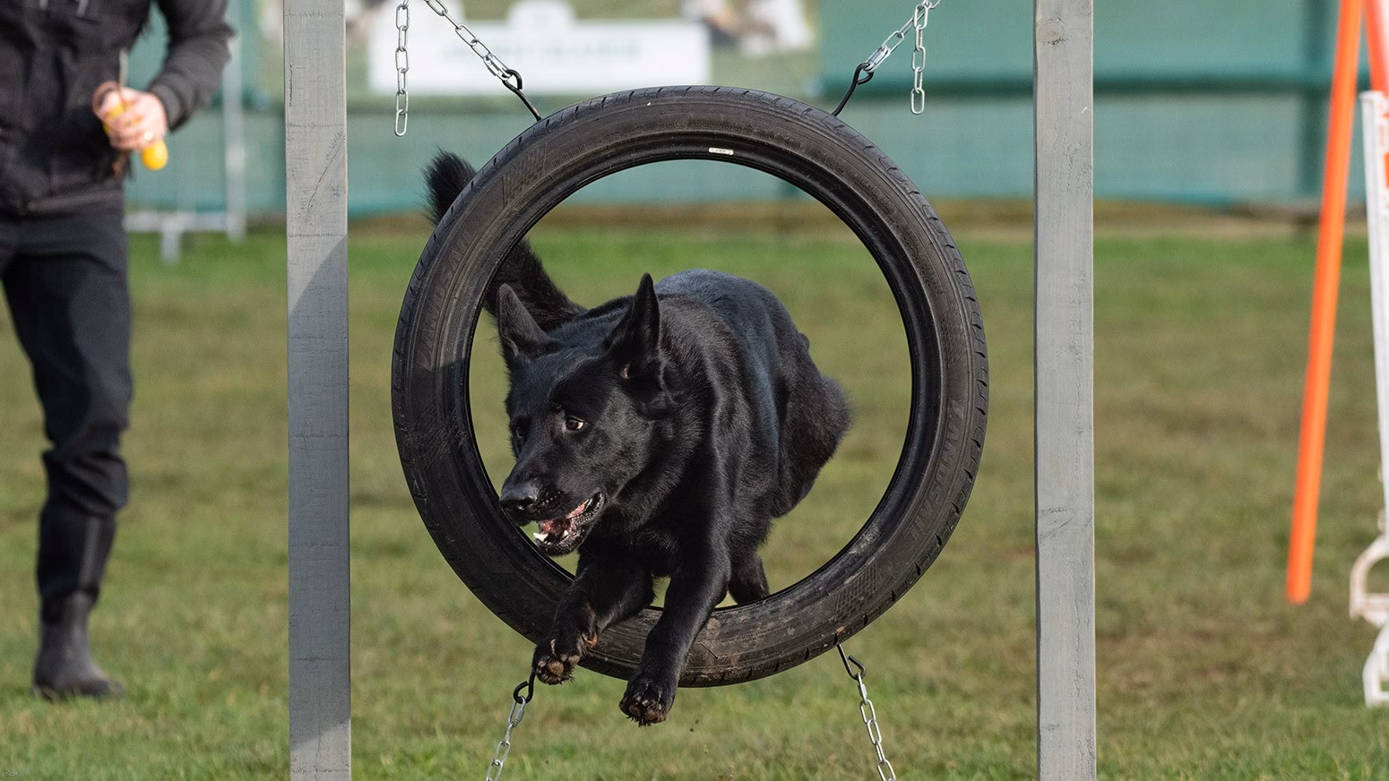 Should you use German dog commands to train your dog?