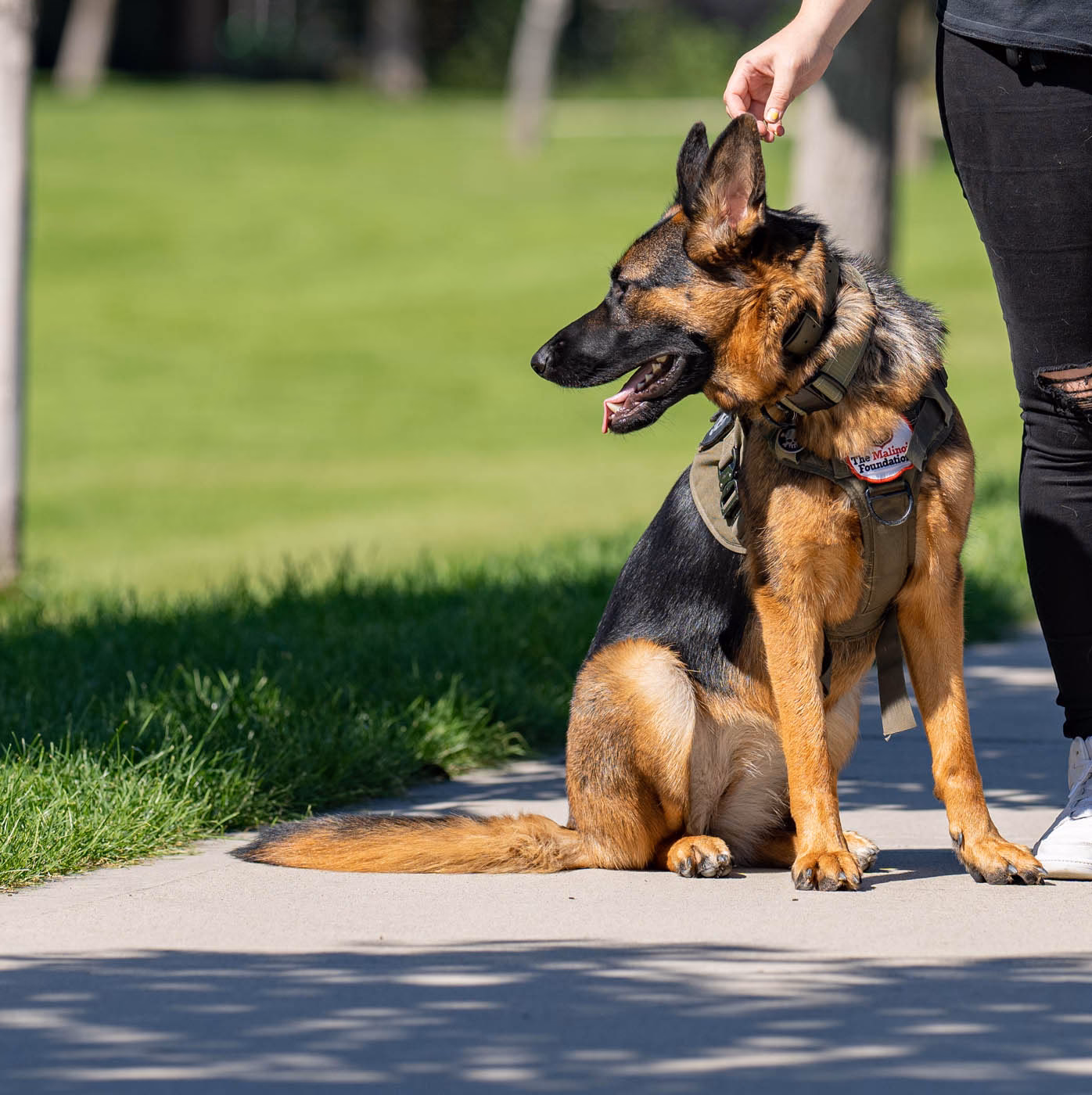 How to train a 6-month-old German Shepherd puppy?