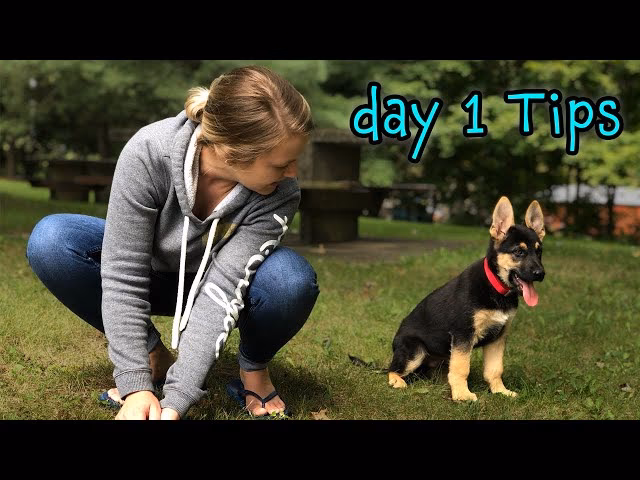 How to train a 6-month-old German Shepherd puppy?