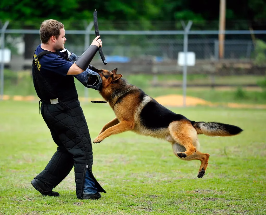 How do I train my German Shepherd for guard duty?