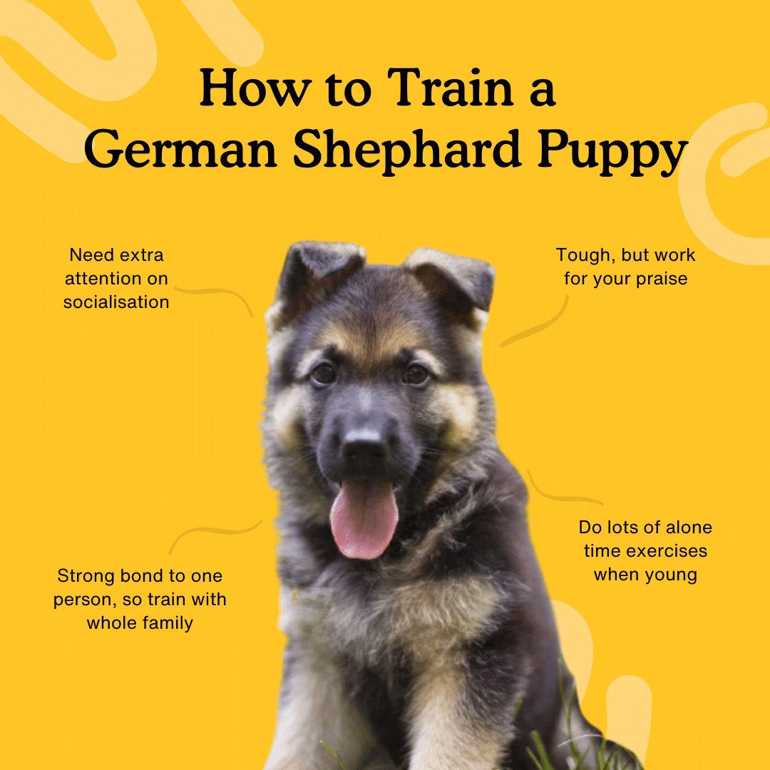 Should I train my German Shepherd in German?