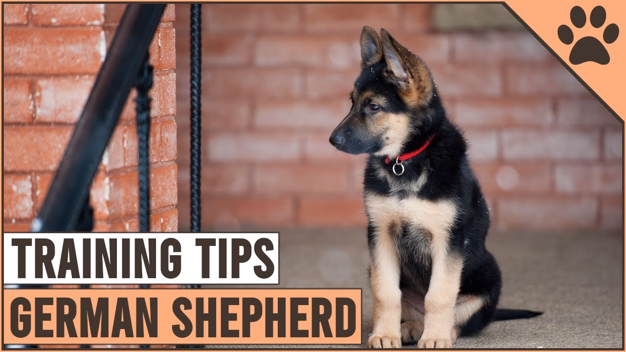 Should I train my German Shepherd in German?
