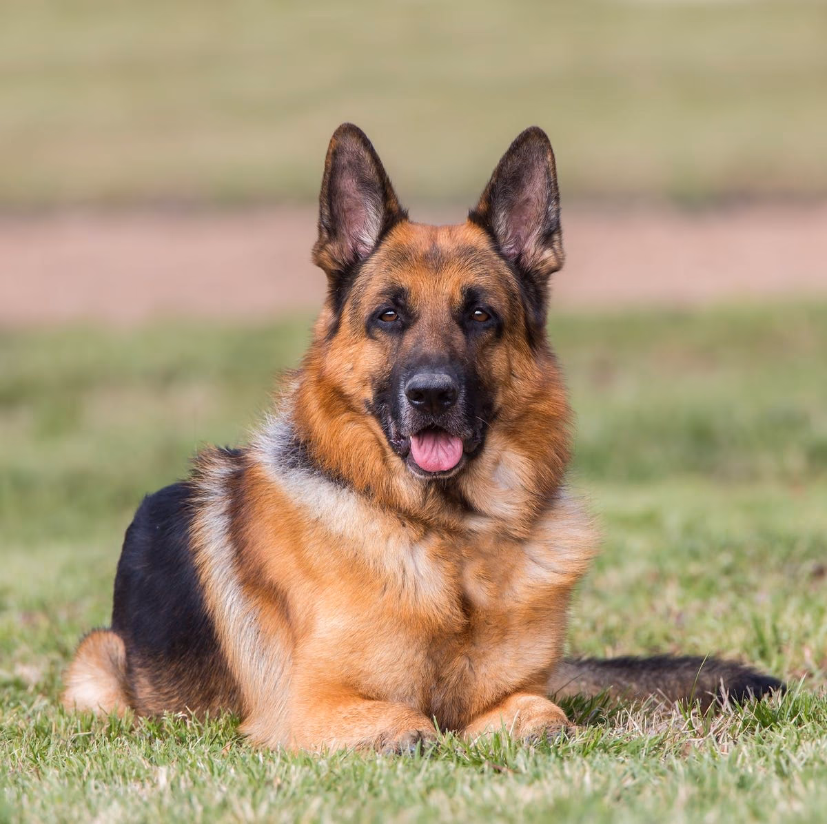 Are fearless dogs good guard dogs?