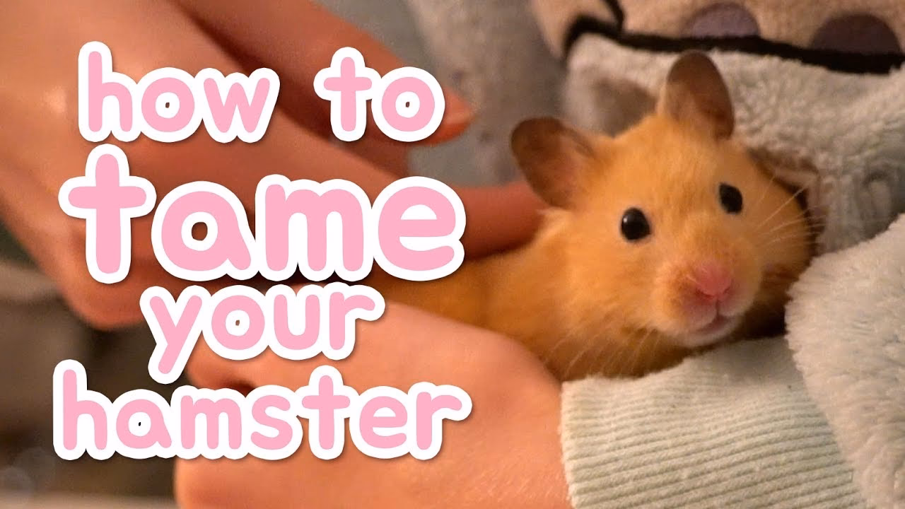 How long does it take to train a hamster?