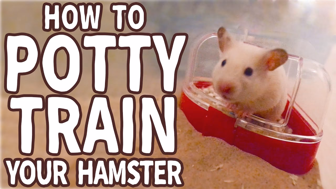 What is hamster training?