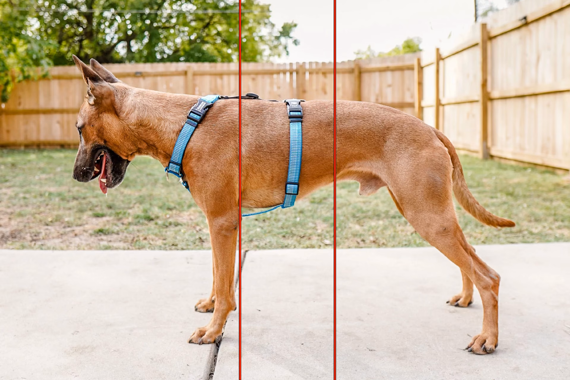 What is a full body safety harness?