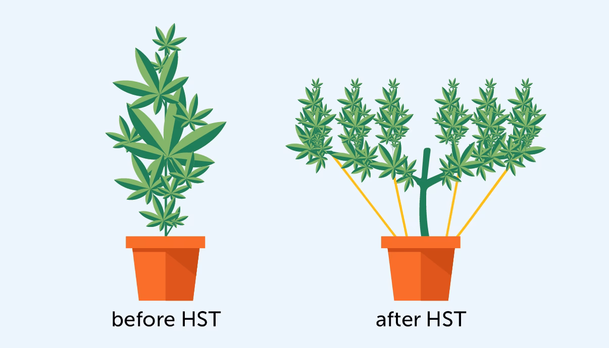 What is high stress training for weed plants?