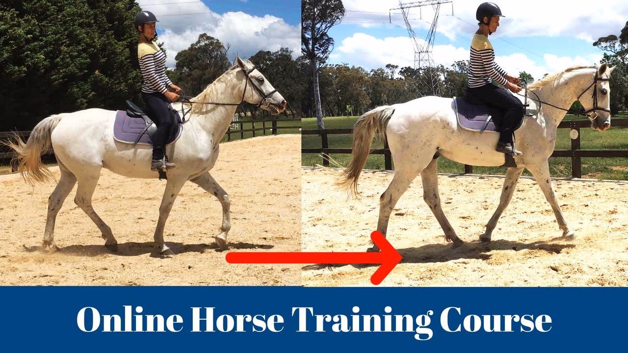 Why should you take online horse training courses?