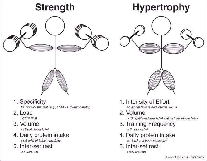 What is hypertrophy & strength training?