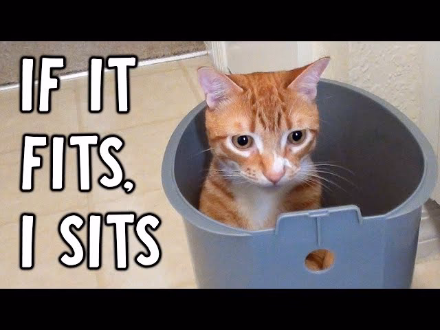 What does if it fits it ships mean?