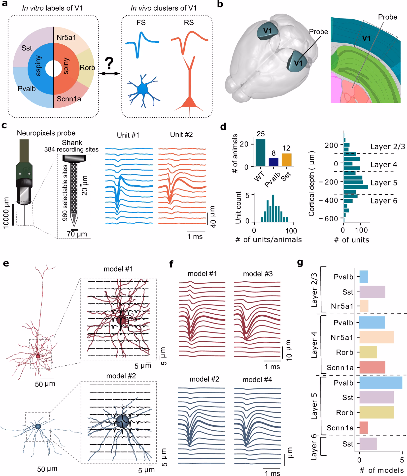 What is an in vitro study?