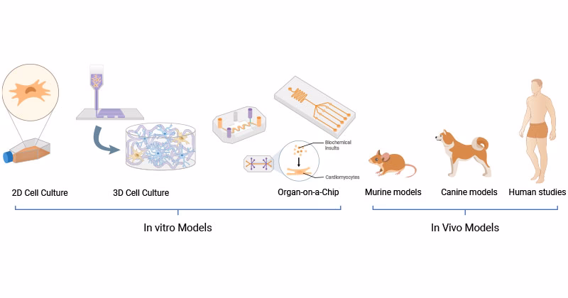What is the difference between in vivo and in vitro studies?