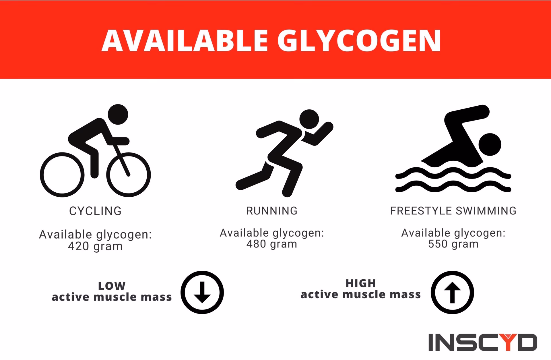 Does exercise increase glycogen synthesis?