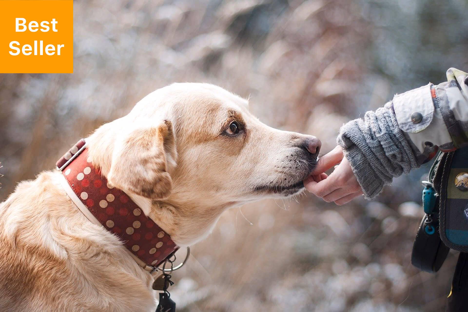 Is intensive dog training right for You?