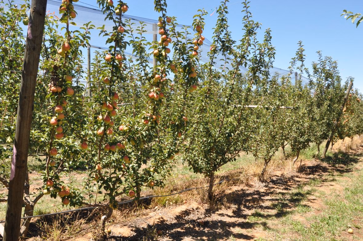 What training systems are used in pear?