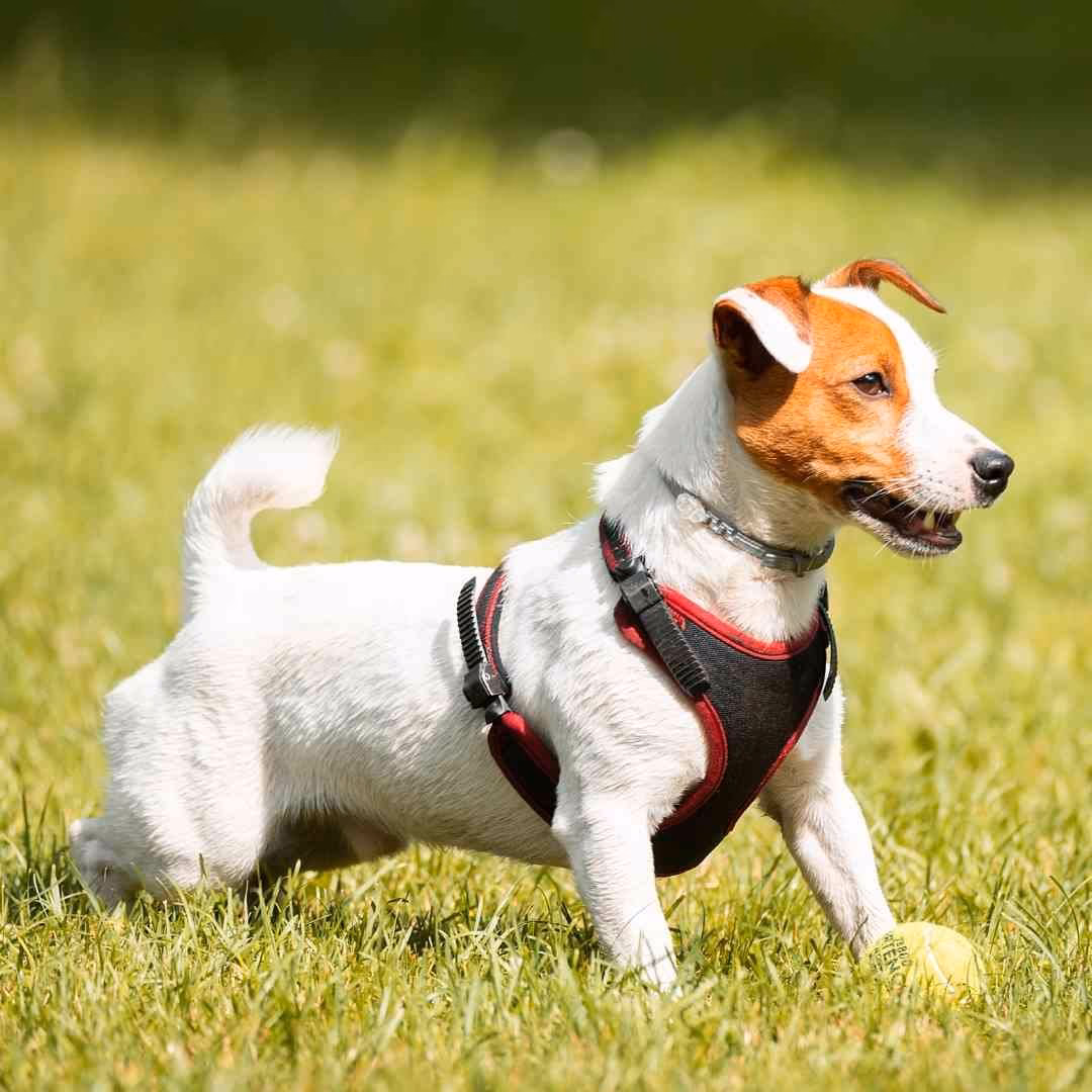 Are Jack Russells difficult to toilet train?