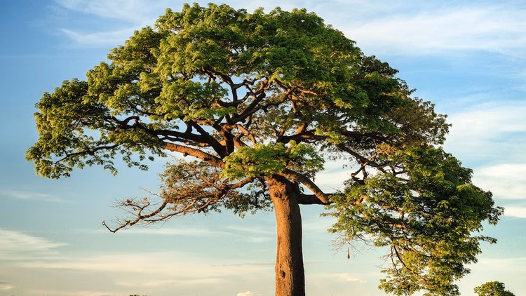 Which Java course should I take?