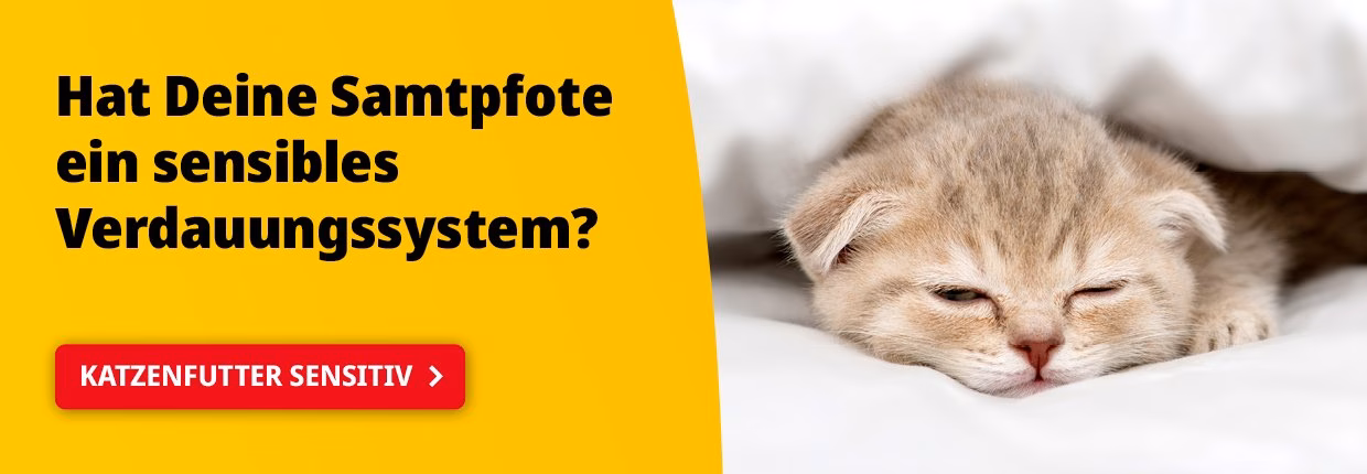 Wie erkenne ich dass meine Katze stillt?