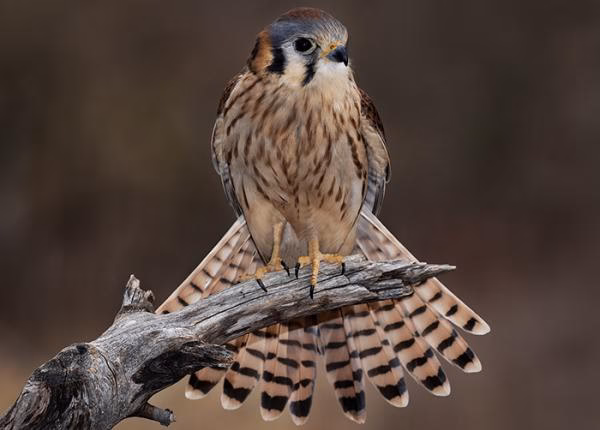 Is a kestrel good for PvP?