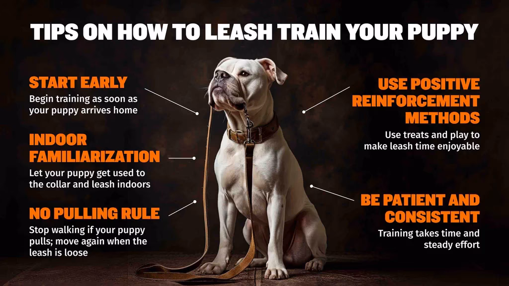 How do you leash train a 4 month old puppy?
