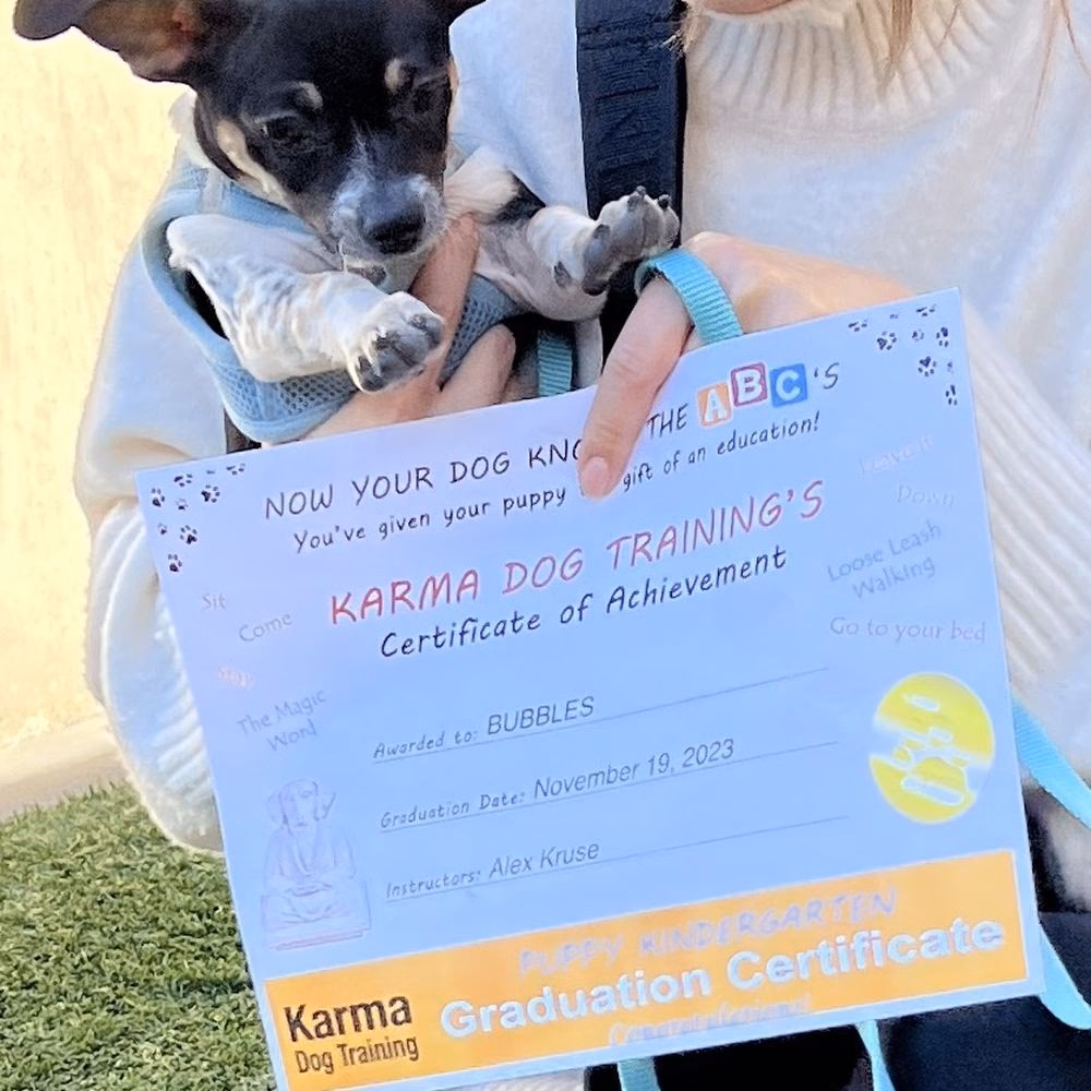 Why should you choose a dog training program near you?