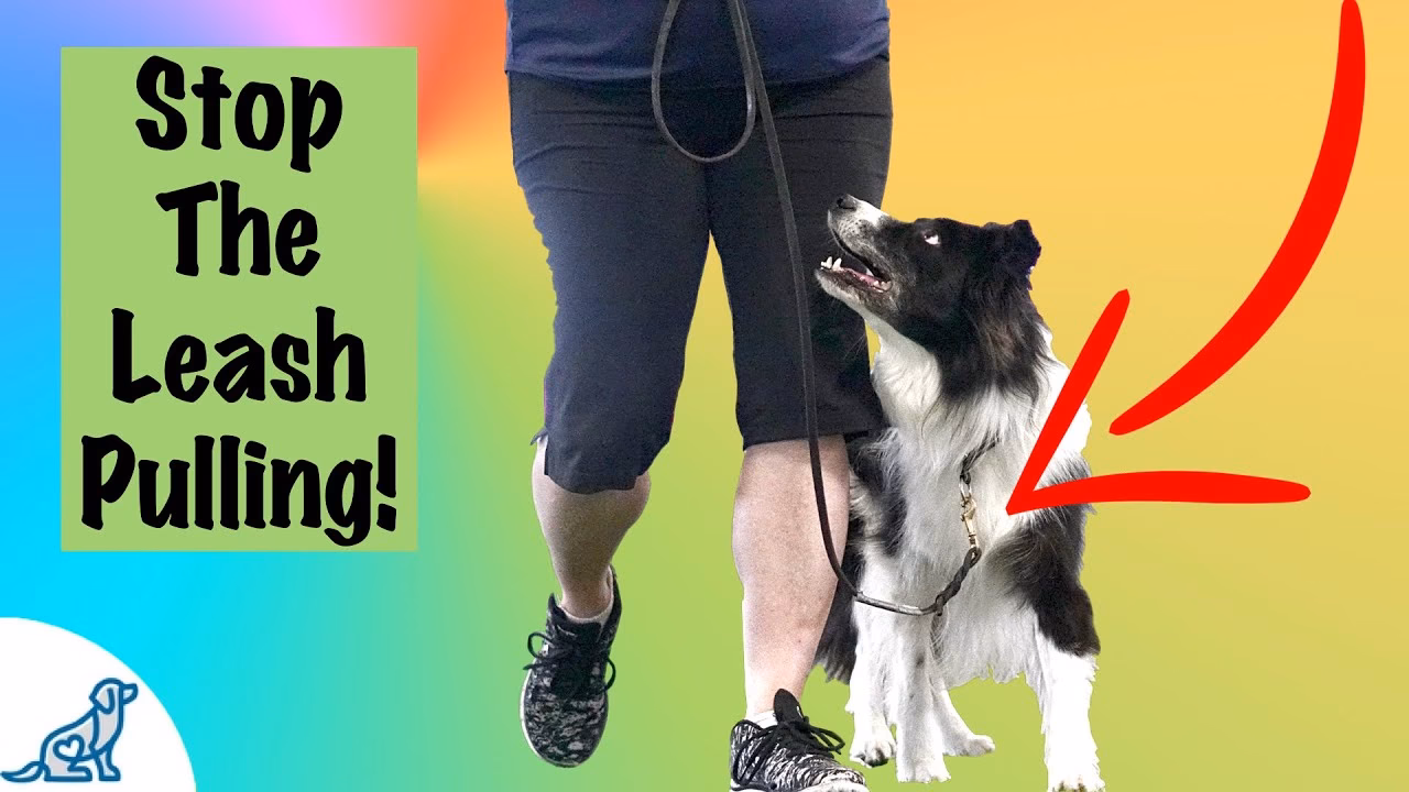 How do you stop a dog from pulling a lead?