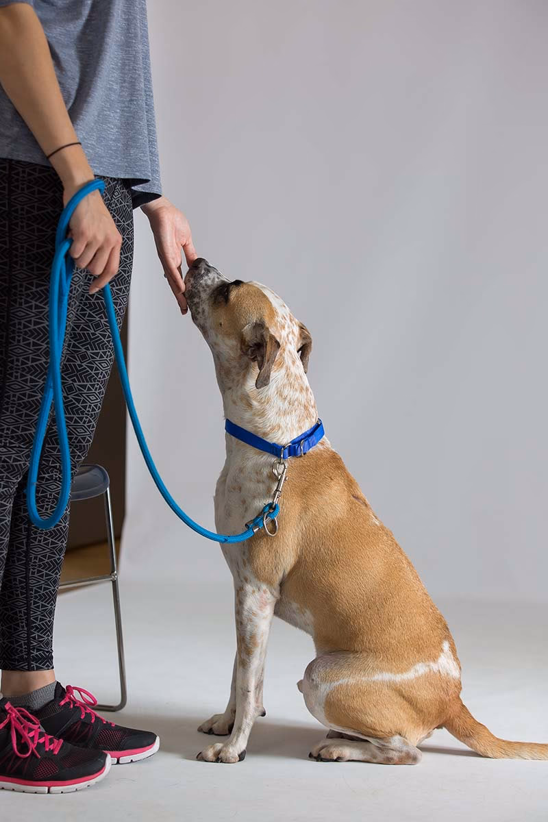 Should you loose leash Train Your Dog?