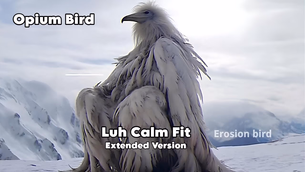 What is LUH calm fit on TikTok?