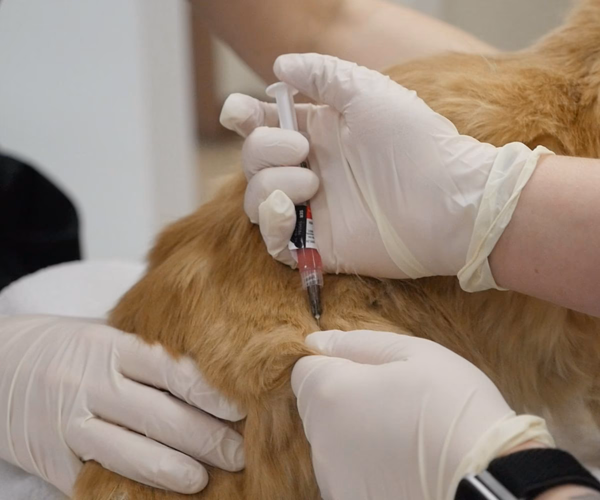 What is the Faculty of Veterinary Medicine in Iasi (Romania)?