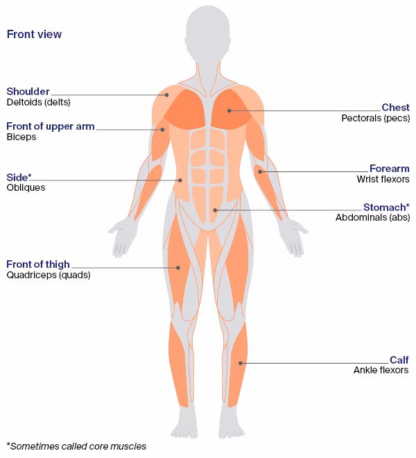 Why are muscles important?