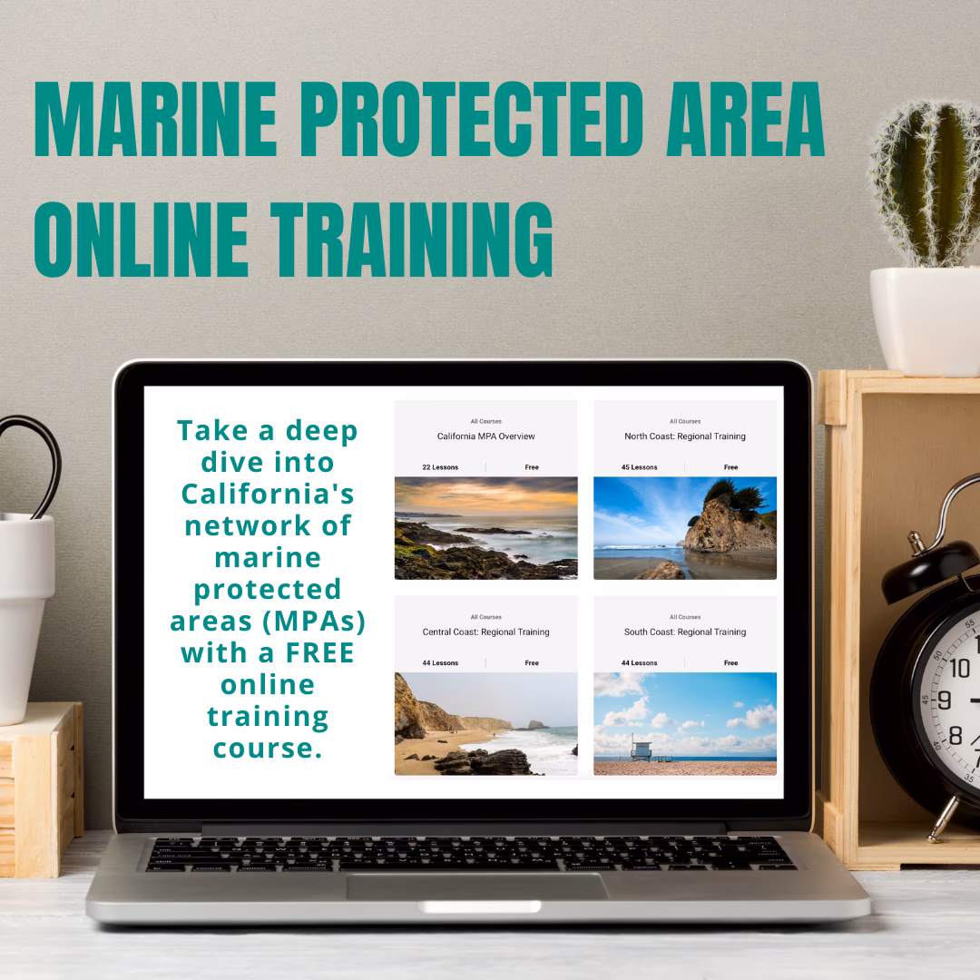 Does Furuno offer online maritime training courses?