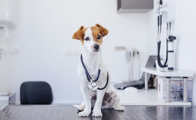 Quel animal peut faire du Medical Training ?