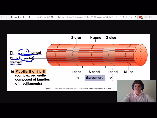 What are myofilaments in muscle cells?