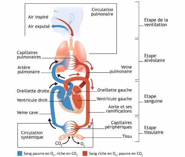 Comment fonctionne un OAP cardiogénique ?