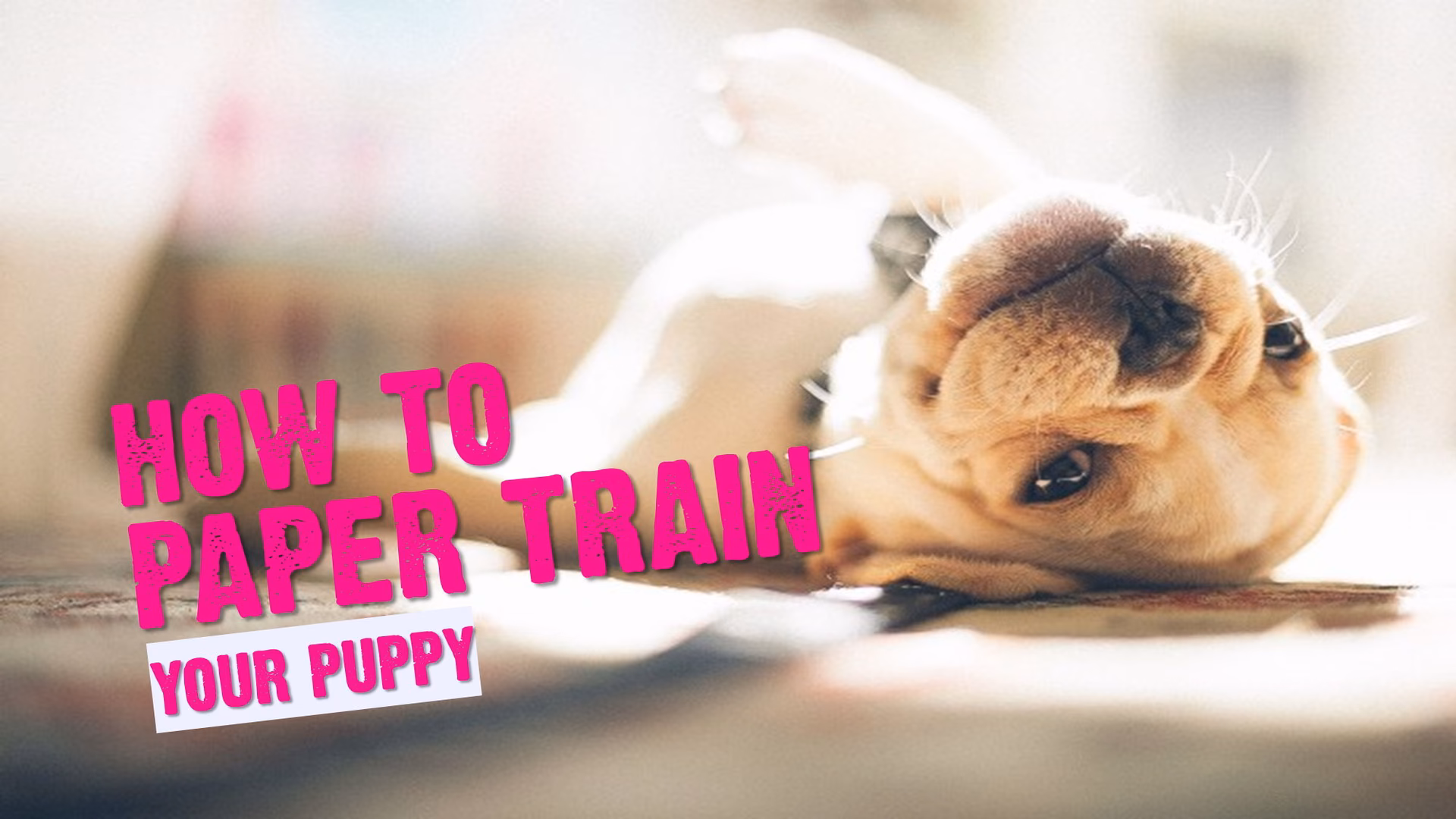 How do you train a puppy to eat paper?
