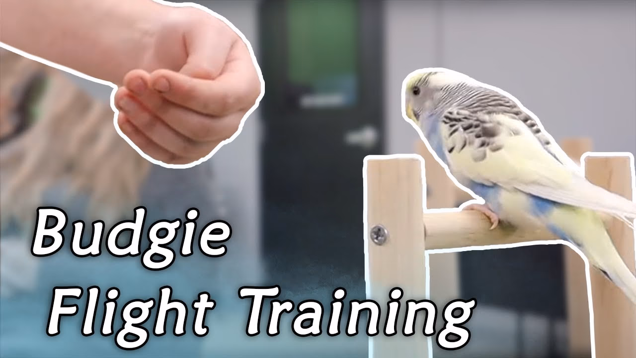 How do you get a parakeet to trust you?