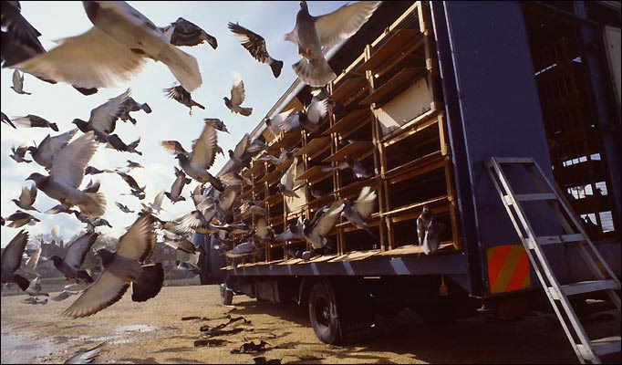 When do pigeons start training?