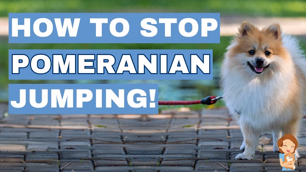 Do Pomeranians need attention?