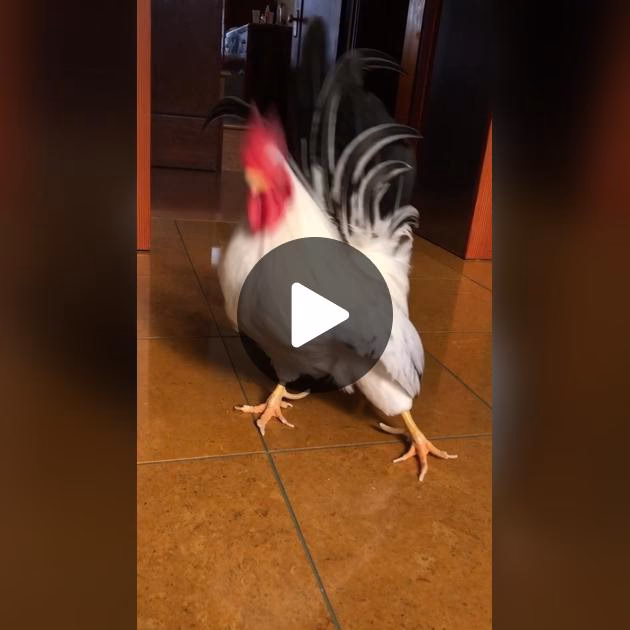 How do you teach a rooster to poop?