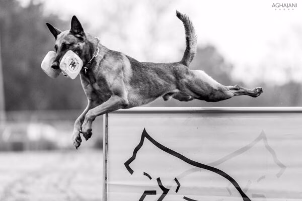 What dog training programs are available in San Antonio?